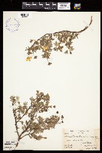 Dasiphora fruticosa image