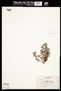 Dasiphora fruticosa image