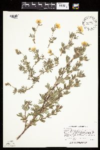 Dasiphora fruticosa image