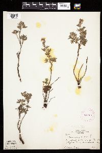 Dasiphora fruticosa image