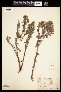 Dasiphora fruticosa image