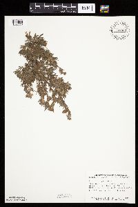 Dasiphora fruticosa image