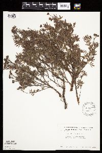 Dasiphora fruticosa image