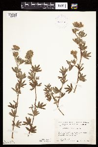 Dasiphora fruticosa image