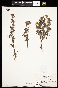 Dasiphora fruticosa image