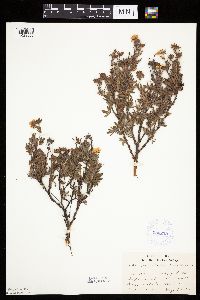 Dasiphora fruticosa image