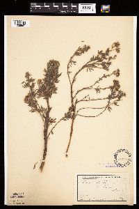 Dasiphora fruticosa image