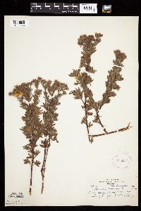 Dasiphora fruticosa image