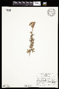 Dasiphora fruticosa image