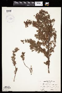 Dasiphora fruticosa image