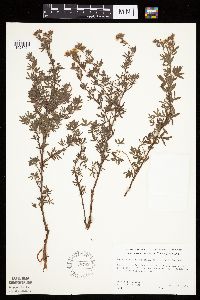 Dasiphora fruticosa image