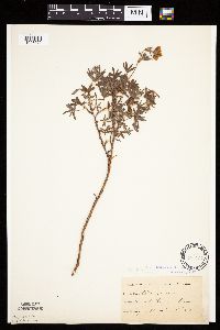 Dasiphora fruticosa image