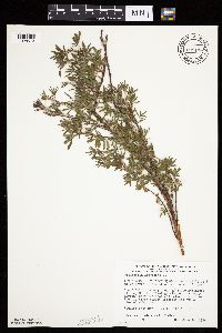 Dasiphora fruticosa image