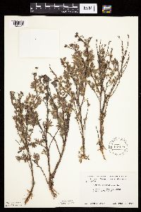 Dasiphora fruticosa image