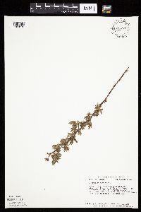 Dasiphora fruticosa image