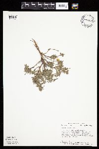 Dasiphora fruticosa image