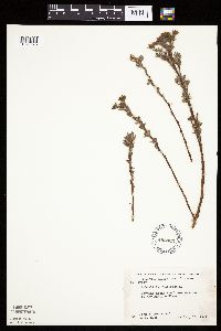 Dasiphora fruticosa image