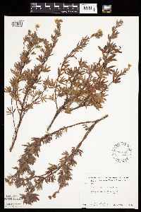 Dasiphora fruticosa image