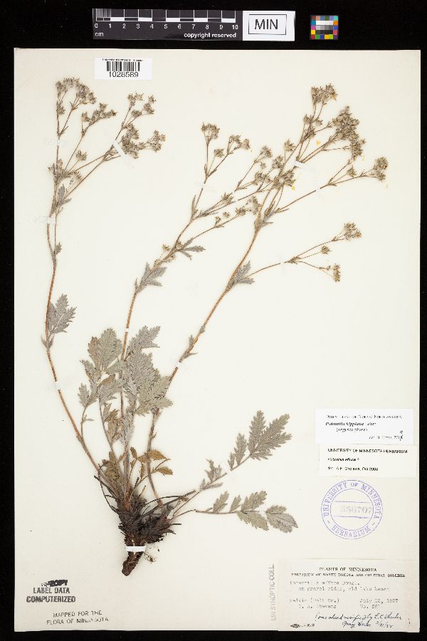 Potentilla hippiana image