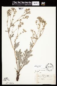 Potentilla hippiana image