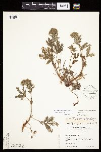 Potentilla litoralis image