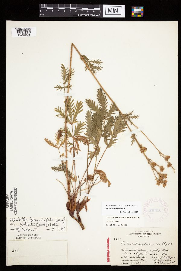Potentilla litoralis image