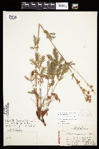 Image Associated With the Occurrence