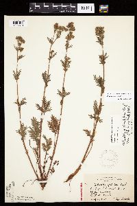 Potentilla litoralis image