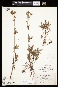 Potentilla litoralis image