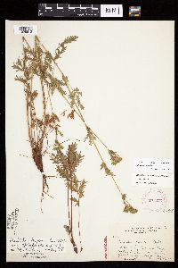 Potentilla litoralis image