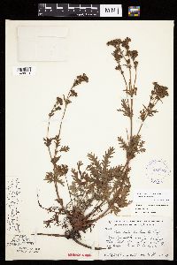 Potentilla litoralis image
