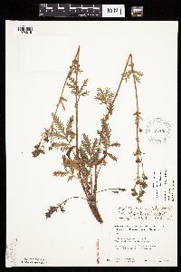 Potentilla litoralis image