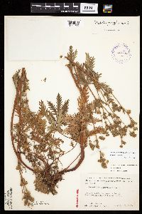 Potentilla litoralis image