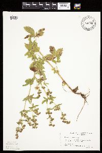 Potentilla norvegica image