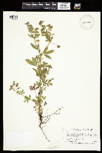 Potentilla norvegica image