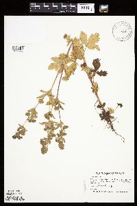 Potentilla norvegica image