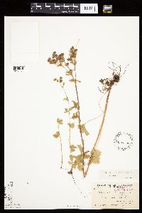 Image Associated With the Occurrence