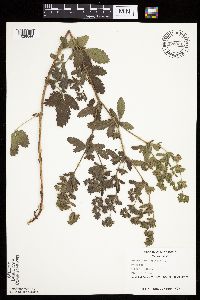 Image Associated With the Occurrence