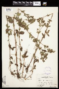 Image Associated With the Occurrence