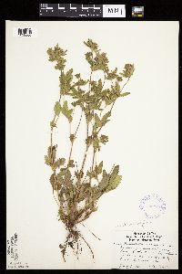Potentilla norvegica image