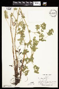 Potentilla norvegica image