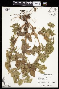 Image Associated With the Occurrence