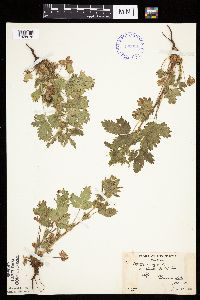 Potentilla norvegica image