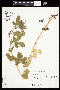 Potentilla norvegica image