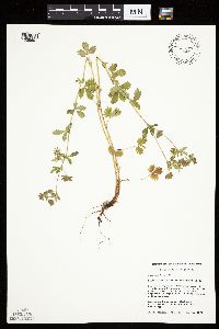Potentilla norvegica image