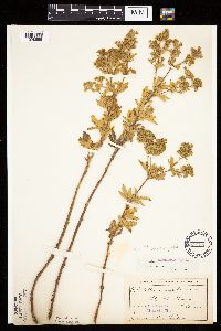 Potentilla norvegica image