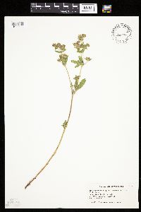Potentilla norvegica image