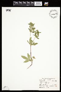 Potentilla norvegica image