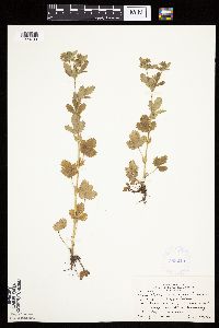 Potentilla norvegica image