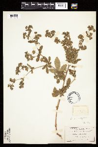Potentilla norvegica image